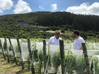 Recorrido por el viñedo